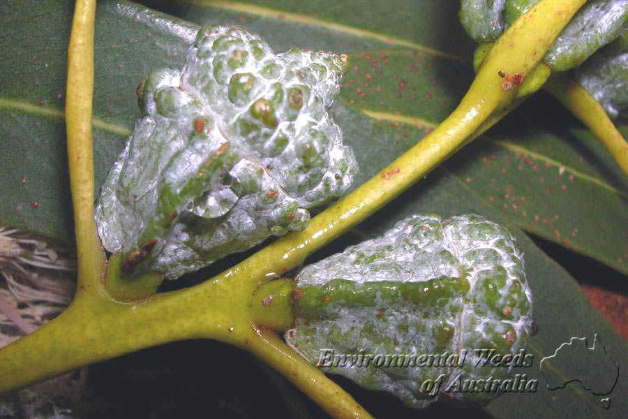 معرفی گیاهان - اوکالیپتوس